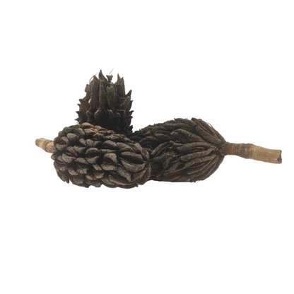 Large Magnolia Seed Pods (3 Pack) - USMANTIS