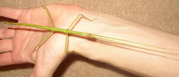 Ramulus artemis Giant Vietnamese stick insects 25 pack per per order - USMANTIS