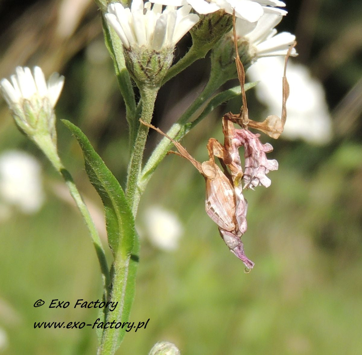 Idolomantis diabolica Devils Flower Praying Mantis - USMANTIS
