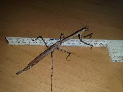 Heterochaeta orientalis Giant African Stick mantis / cat-eye mantis / 'Chaeta - USMANTIS