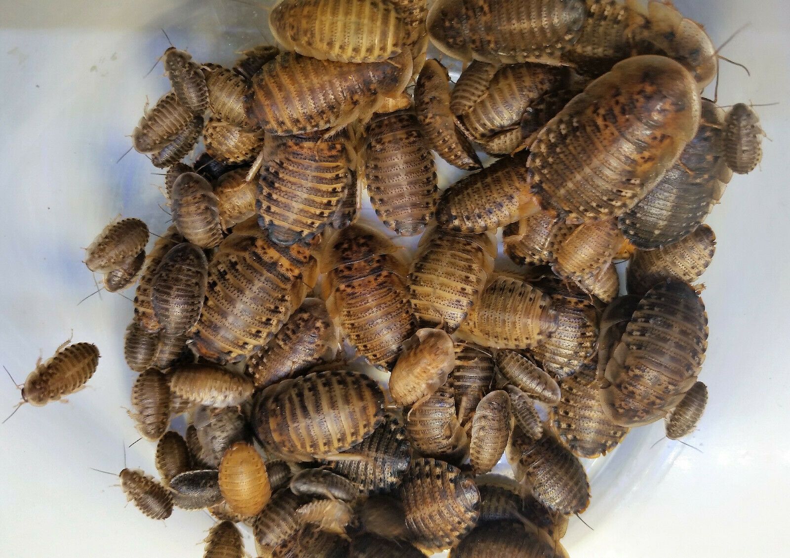 Cucarachas Dubia