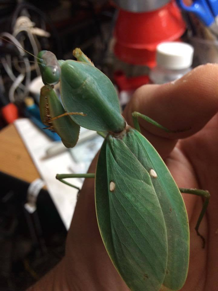 Rhombodera Basalis Giant Shield Mantis - USMANTIS