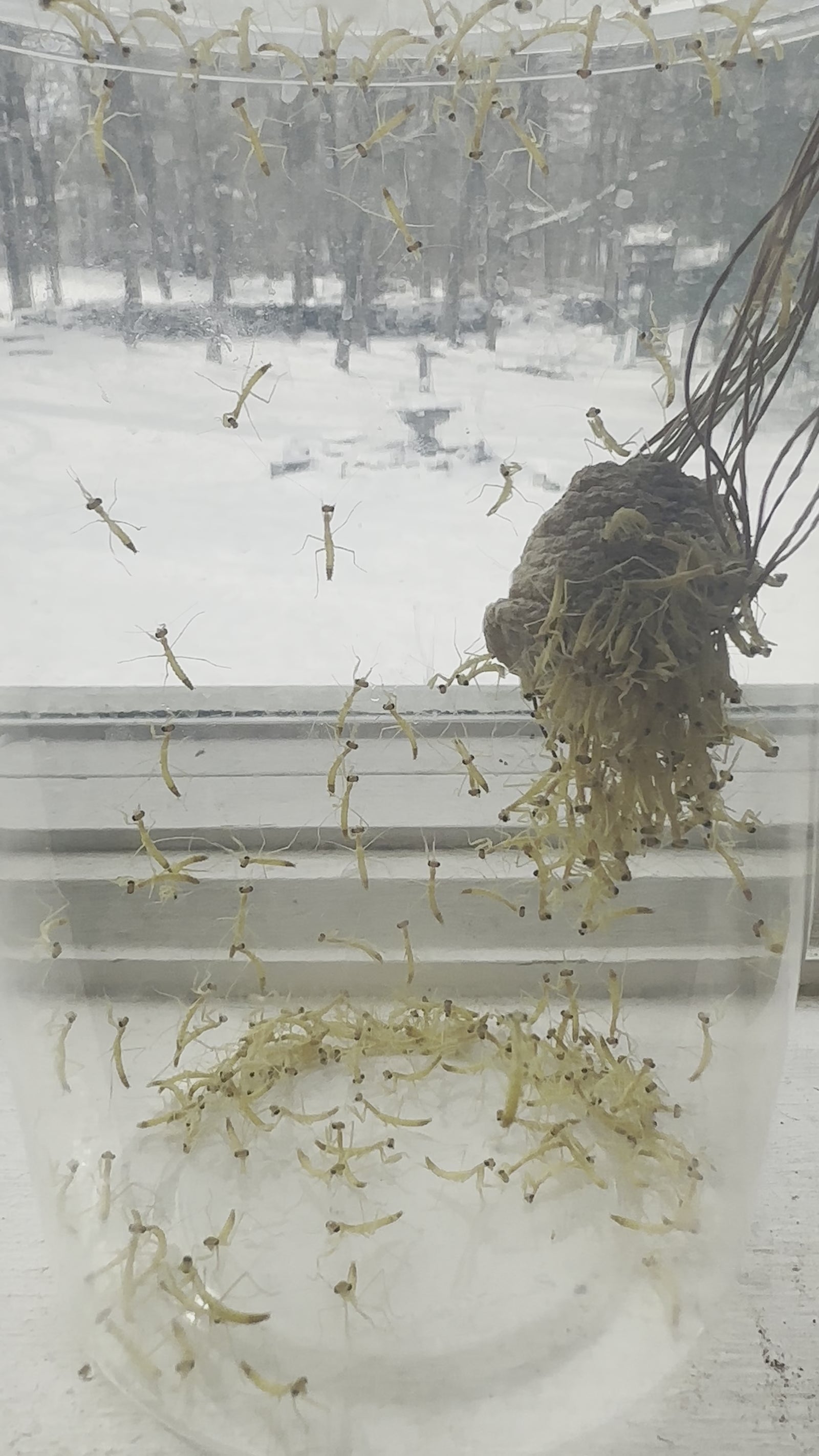 Paquete de 3 huevos de diente de mantis china Estuche vivo 