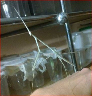 Schizocephala bicornis - Indian Stick Mantis - USMANTIS