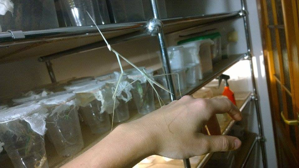 Schizocephala bicornis - Indian Stick Mantis - USMANTIS