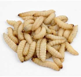 Wax Worms - USMANTIS