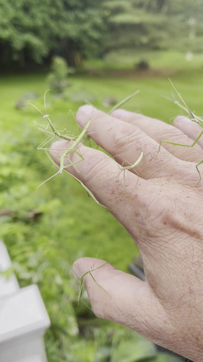 Brunneria borealis. North American Stick Mantis. Brunners