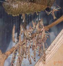 Heterochaeta orientalis Giant African Stick mantis / cat-eye mantis ...