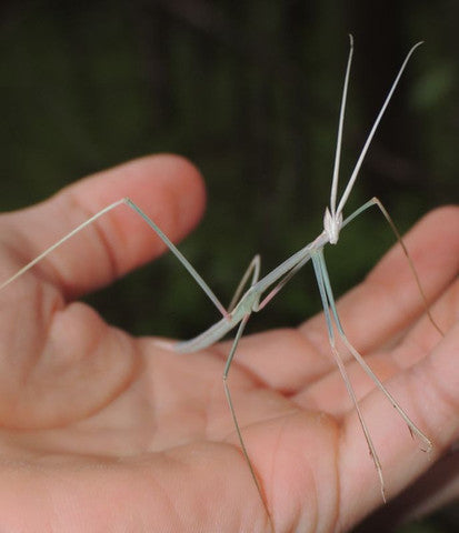 Schizocephala bicornis - Indian Stick Mantis - USMANTIS