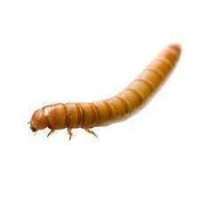 Mealworms - USMANTIS