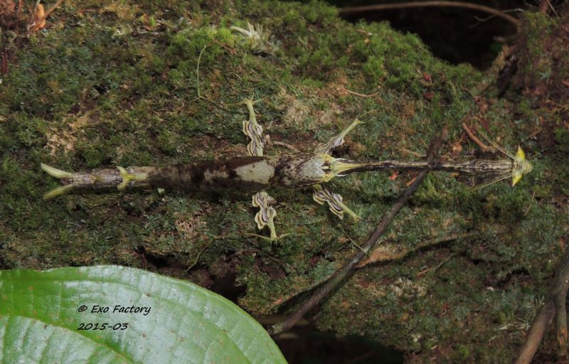 Toxodera sp. Dragon Mantis - USMANTIS