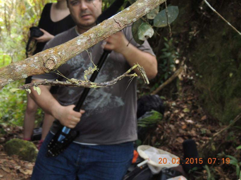 Toxodera sp. Dragon Mantis - USMANTIS