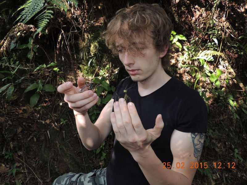 Toxodera sp. Dragon Mantis - USMANTIS