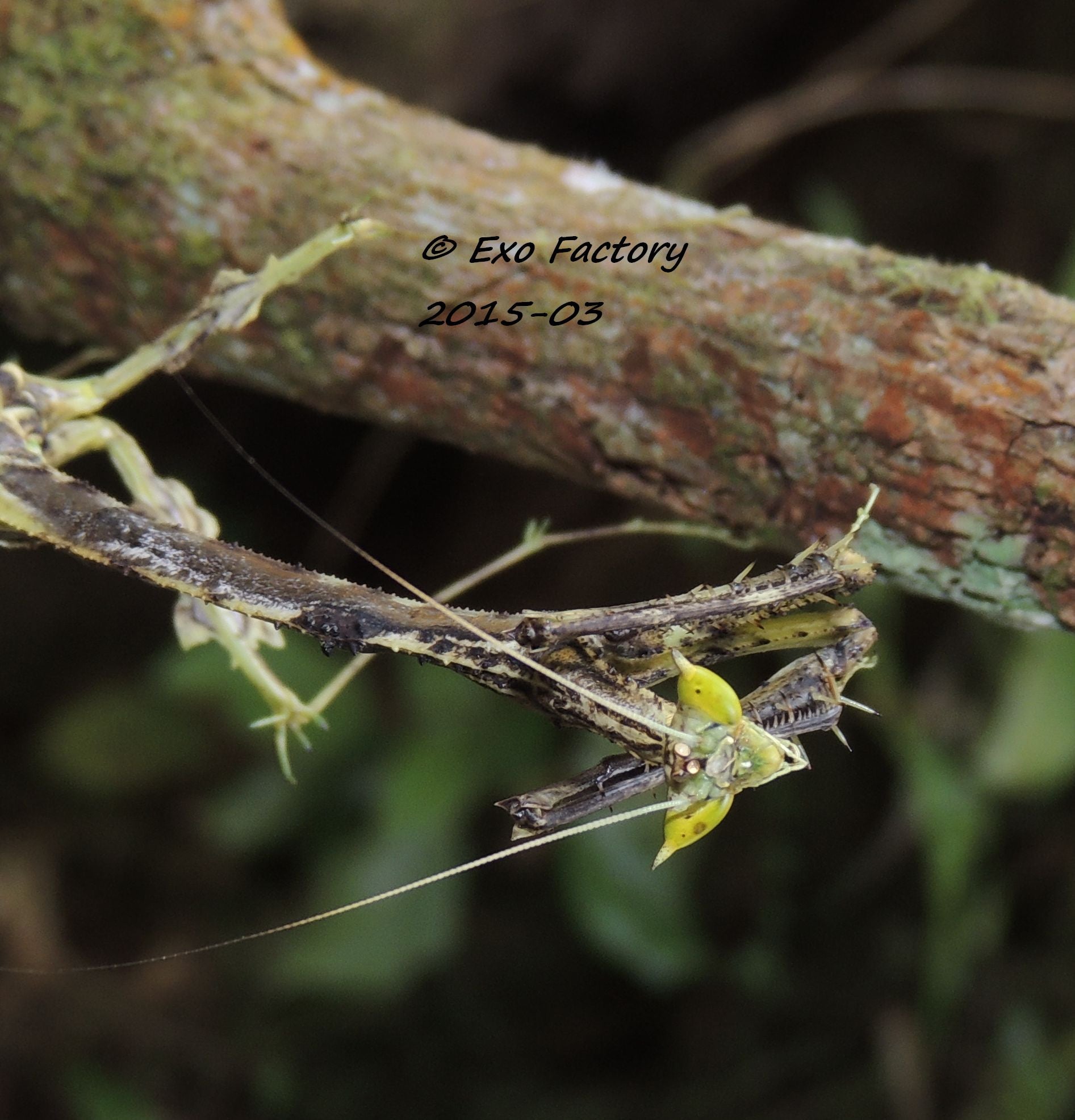 Toxodera sp. Dragon Mantis
