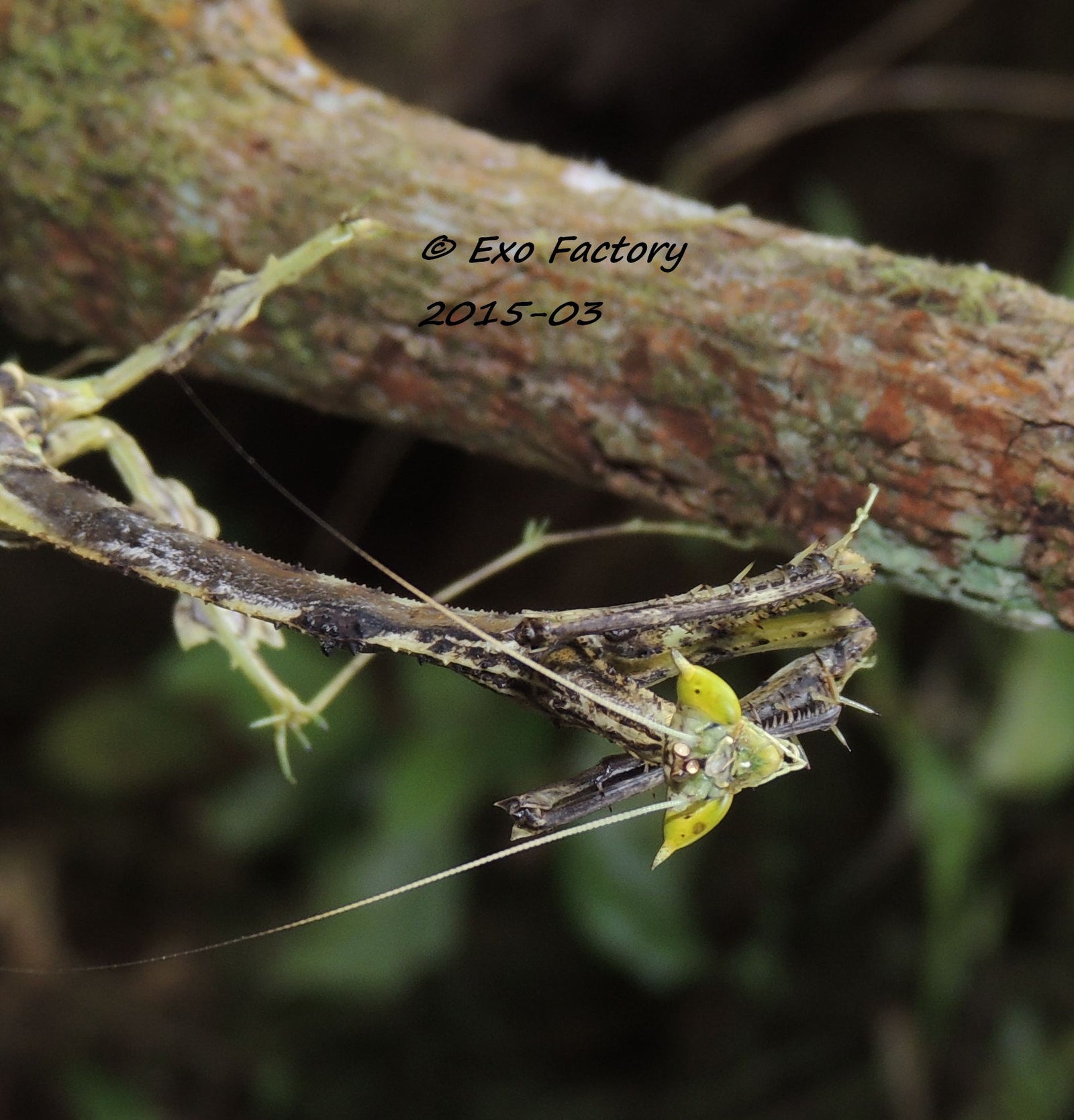 Toxodera sp. Dragon Mantis - USMANTIS
