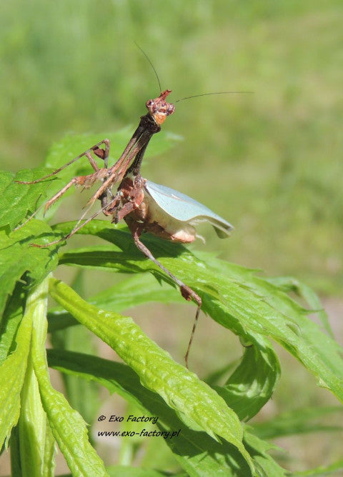 Sibylla dolosa - USMANTIS