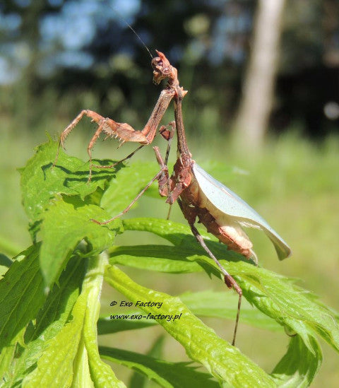 Sibylla dolosa - USMANTIS
