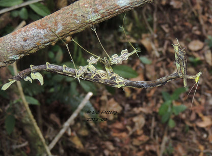 Toxodera sp. Dragon Mantis - USMANTIS
