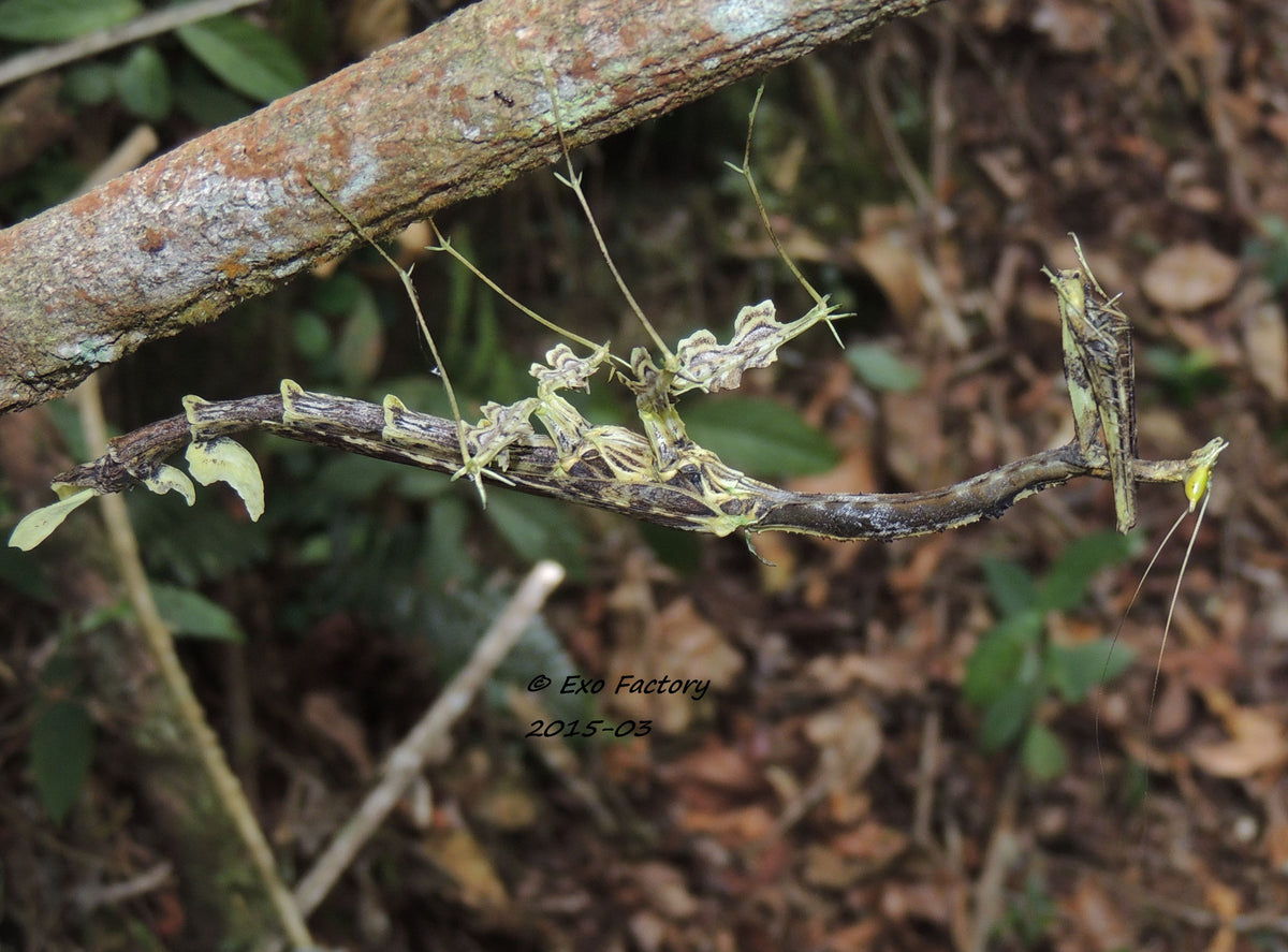 Toxodera sp. Dragon Mantis - USMANTIS