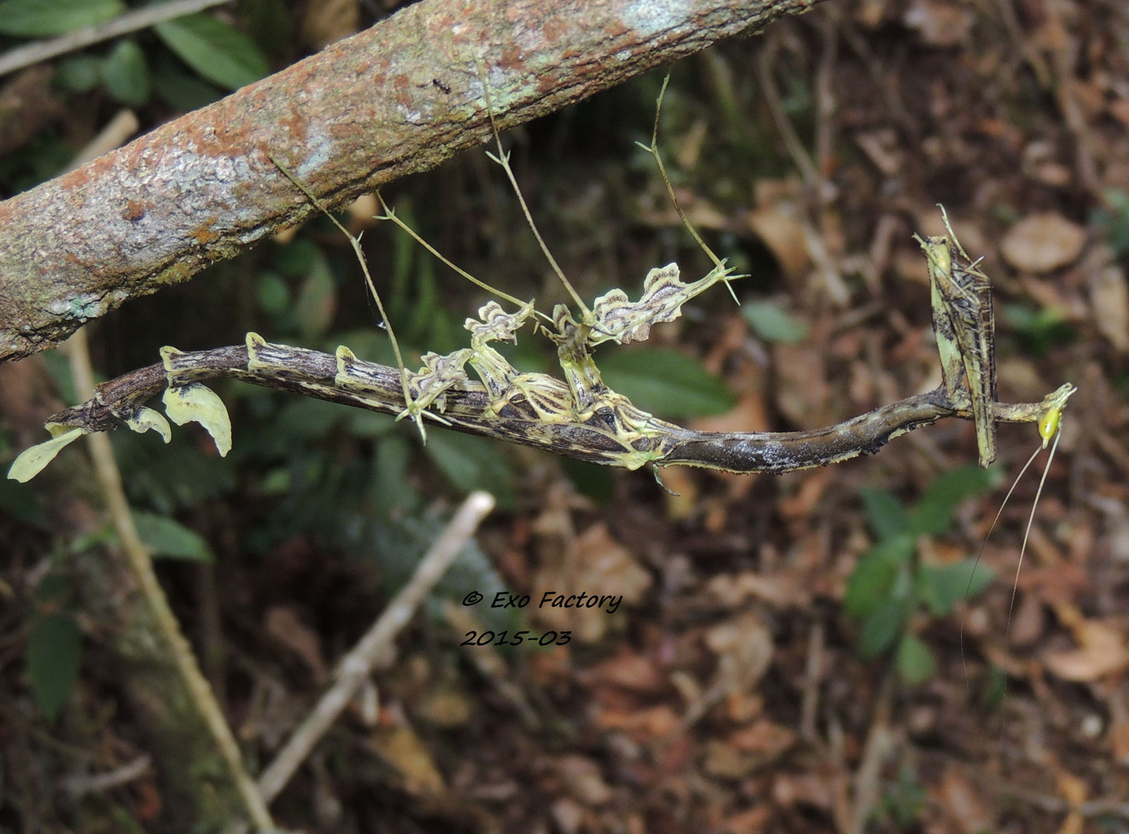 Toxodera sp. Dragon Mantis - USMANTIS