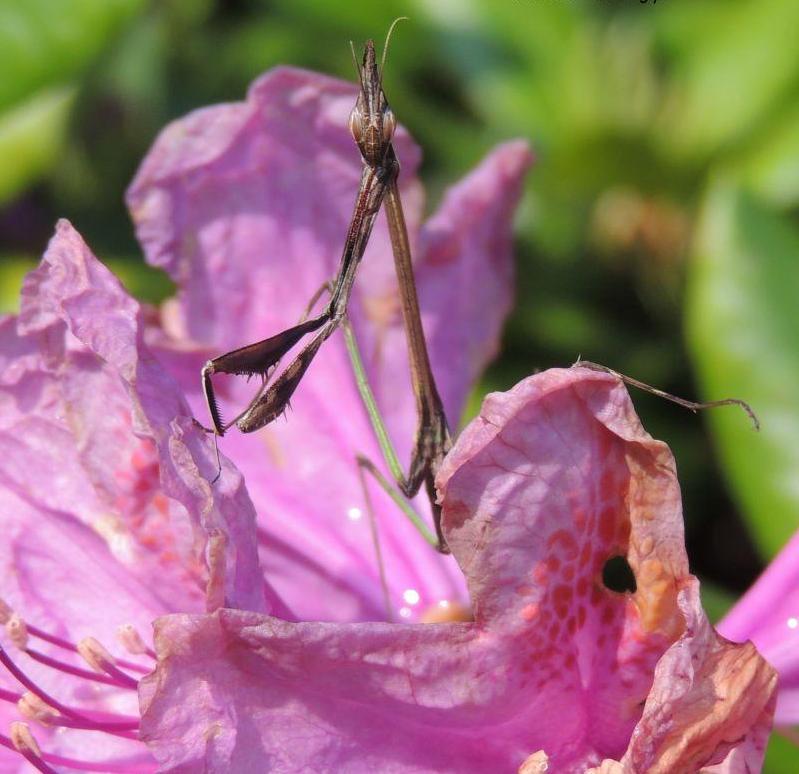 Idolomorpha lateralis "Alien head mantis" for sale - USMANTIS