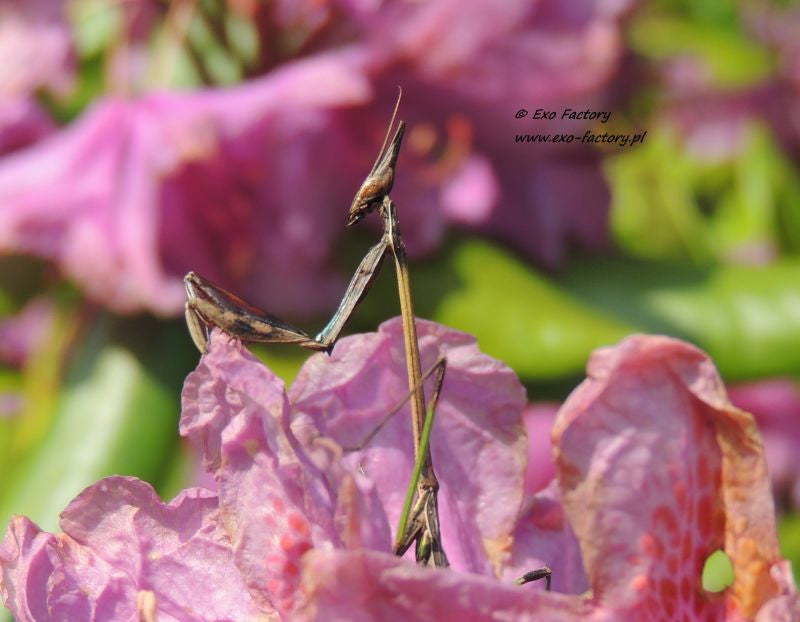 Idolomorpha lateralis "Alien head mantis" for sale - USMANTIS