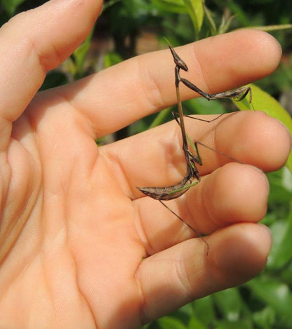 Idolomorpha lateralis "Alien head mantis" for sale - USMANTIS