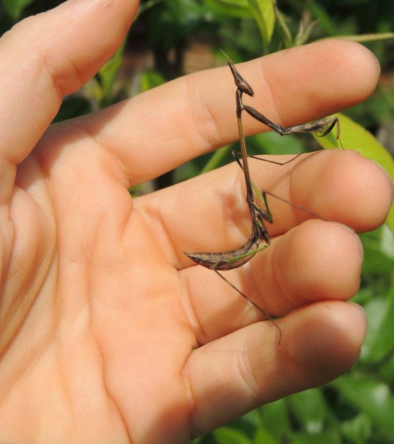 Idolomorpha lateralis "Alien head mantis" for sale - USMANTIS