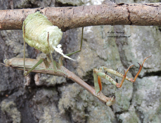 Plistospilota guineensis "Mega Mantis" - USMANTIS
