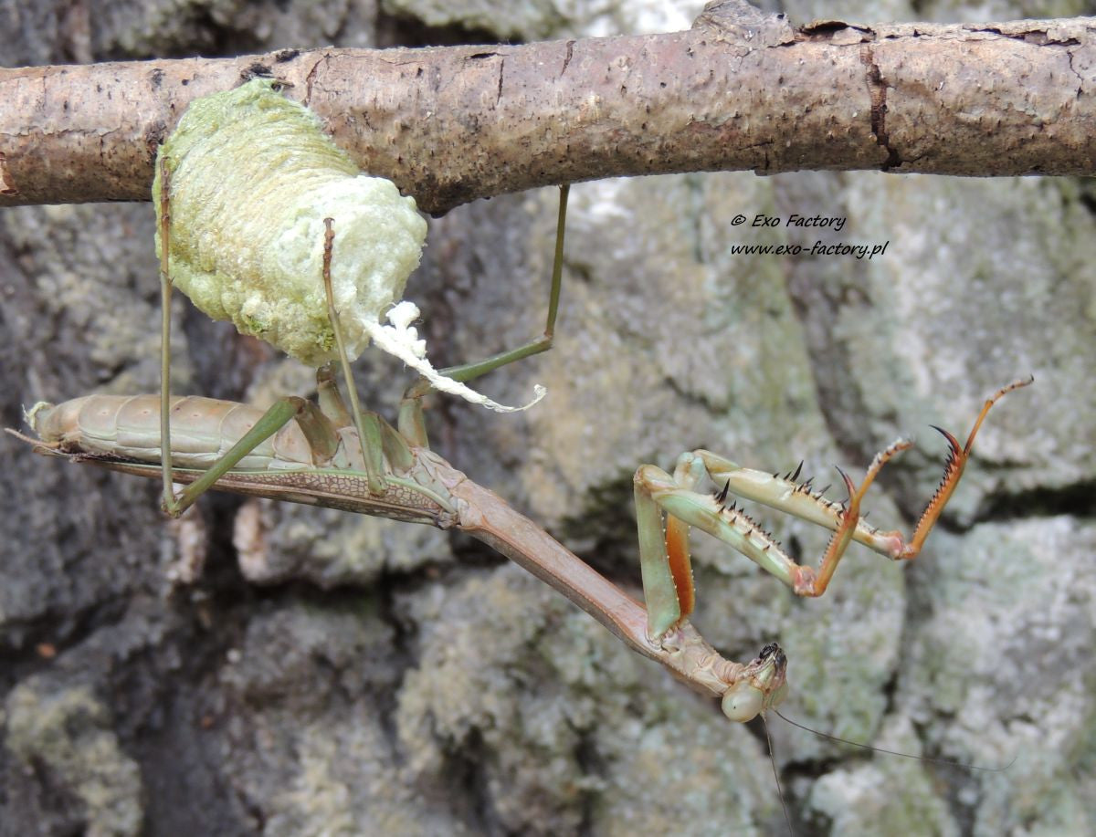 Plistospilota guineensis "Mega Mantis", Live Insects - USMantis.com