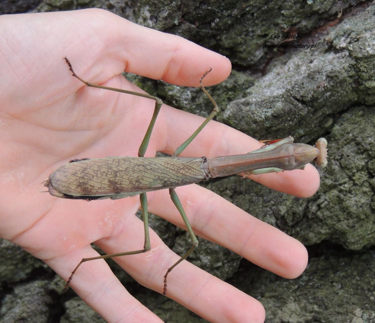 Plistospilota guineensis "Mega Mantis" - USMANTIS