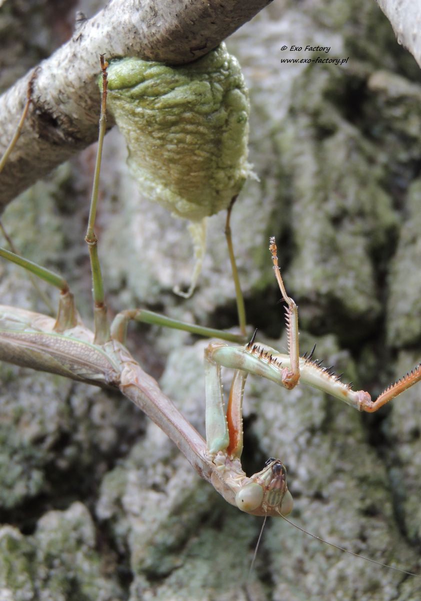 Plistospilota guineensis "Mega Mantis" - USMANTIS