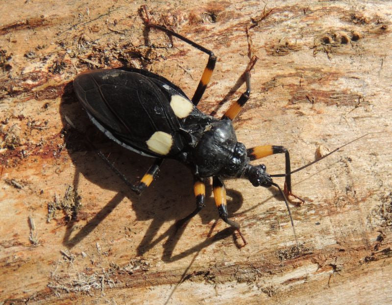 Platymetris biggutatus - USMANTIS