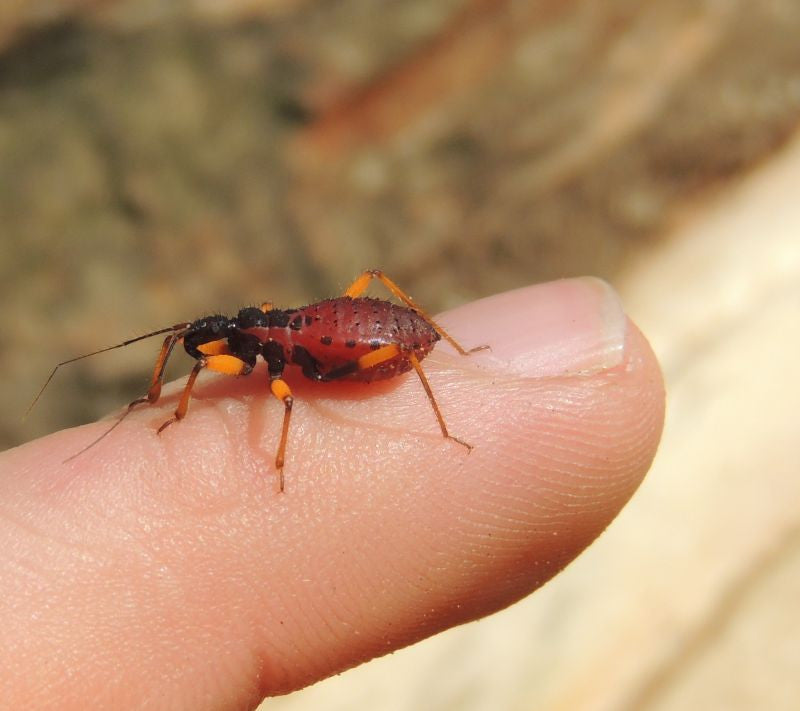 Platymetris biggutatus - USMANTIS