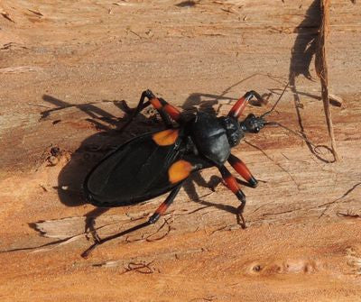 Platymetris mombo - USMANTIS