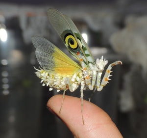 Pseudocreobotra wahlbergii Spiny Flower mantis, Live Insects - USMantis.com