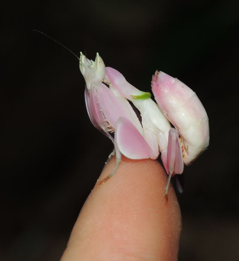 Hymenopus coronatus - Orchid Flower mantis "Kung Fu Mantis" - USMANTIS