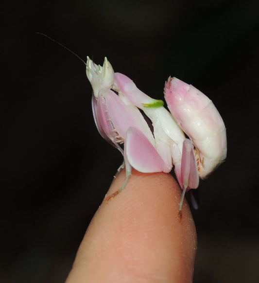 Hymenopus coronatus - Orchid Flower mantis "Kung Fu Mantis" - USMANTIS