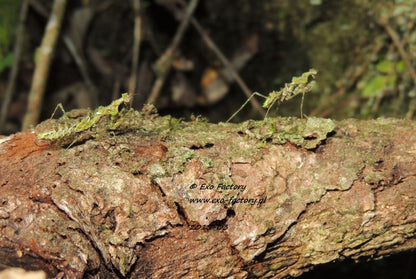Haania confusa , Moss Mantis ooth - USMANTIS