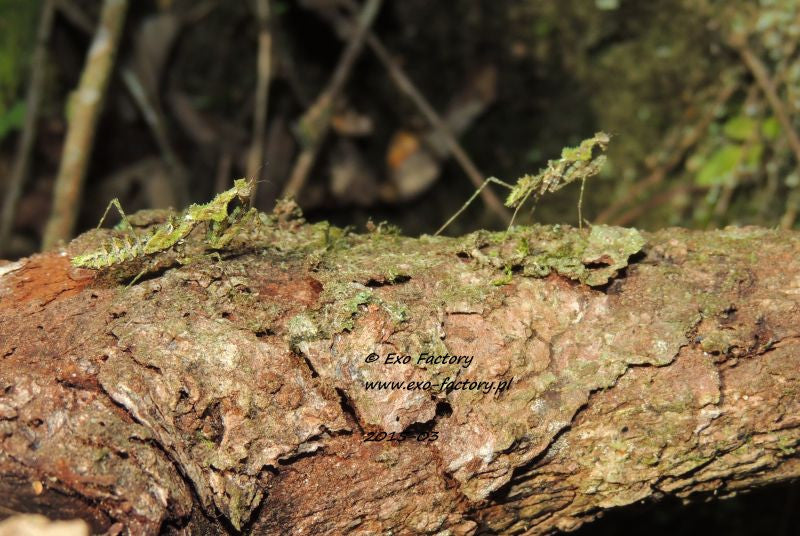 Haania confusa , Moss Mantis ooth - USMANTIS