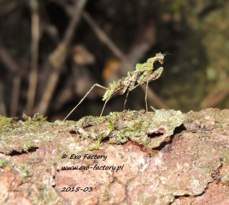 Haania confusa , Moss Mantis ooth - USMANTIS