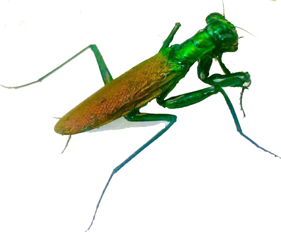 Metallyticus violaceous - USMANTIS