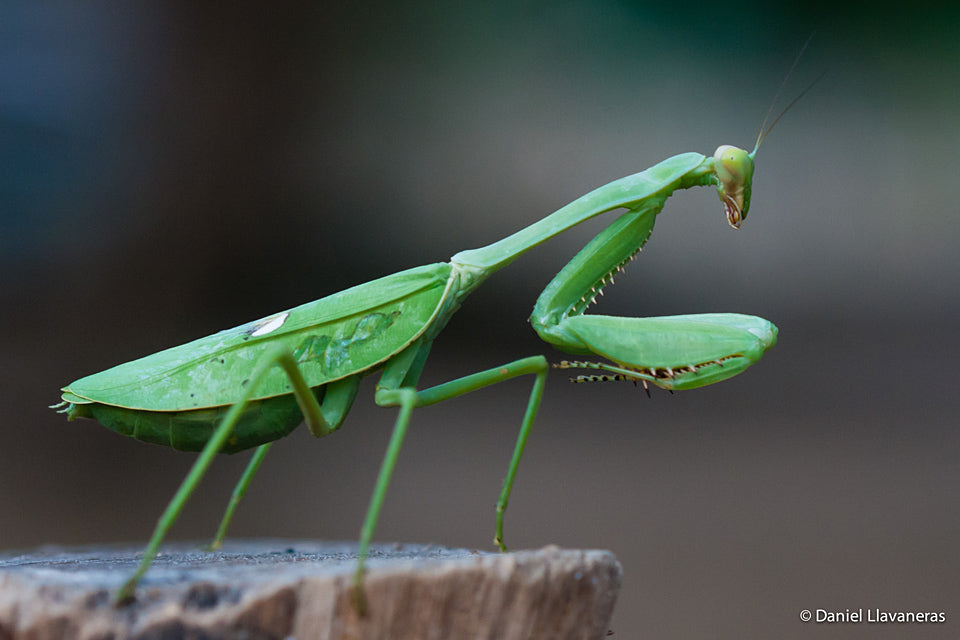 Stagmatoptera femoralis mantis - USMANTIS