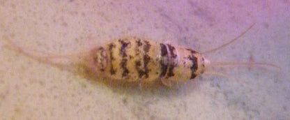 Firebrats. Thermobia feeder insects starter colonies - USMANTIS