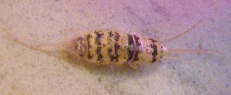 Firebrats. Thermobia feeder insects starter colonies - USMANTIS