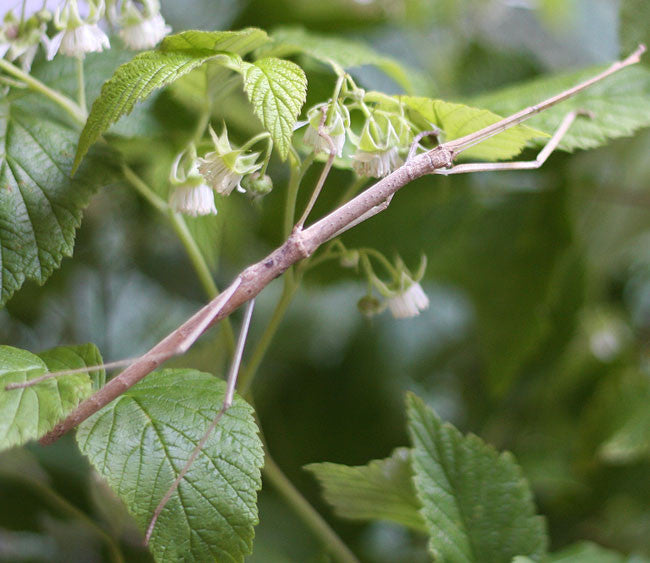 Phaenopharos khaoyaiensis - USMANTIS