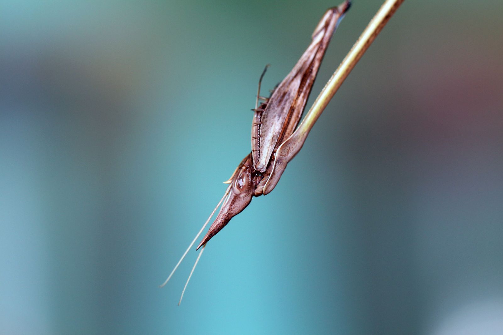 Idolomorpha lateralis "Alien head mantis" for sale - USMANTIS