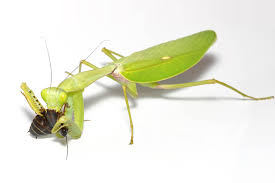 Rhombodera stalli Giant Shield Mantis