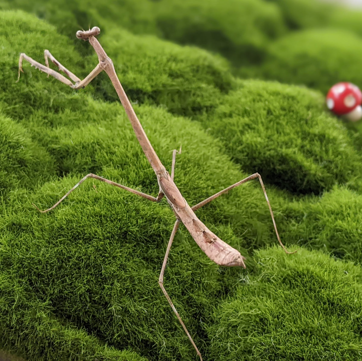 Euchomenella SalesGiraffe Heteroptera mantis on sale(Long Neck mantises) - USMANTIS