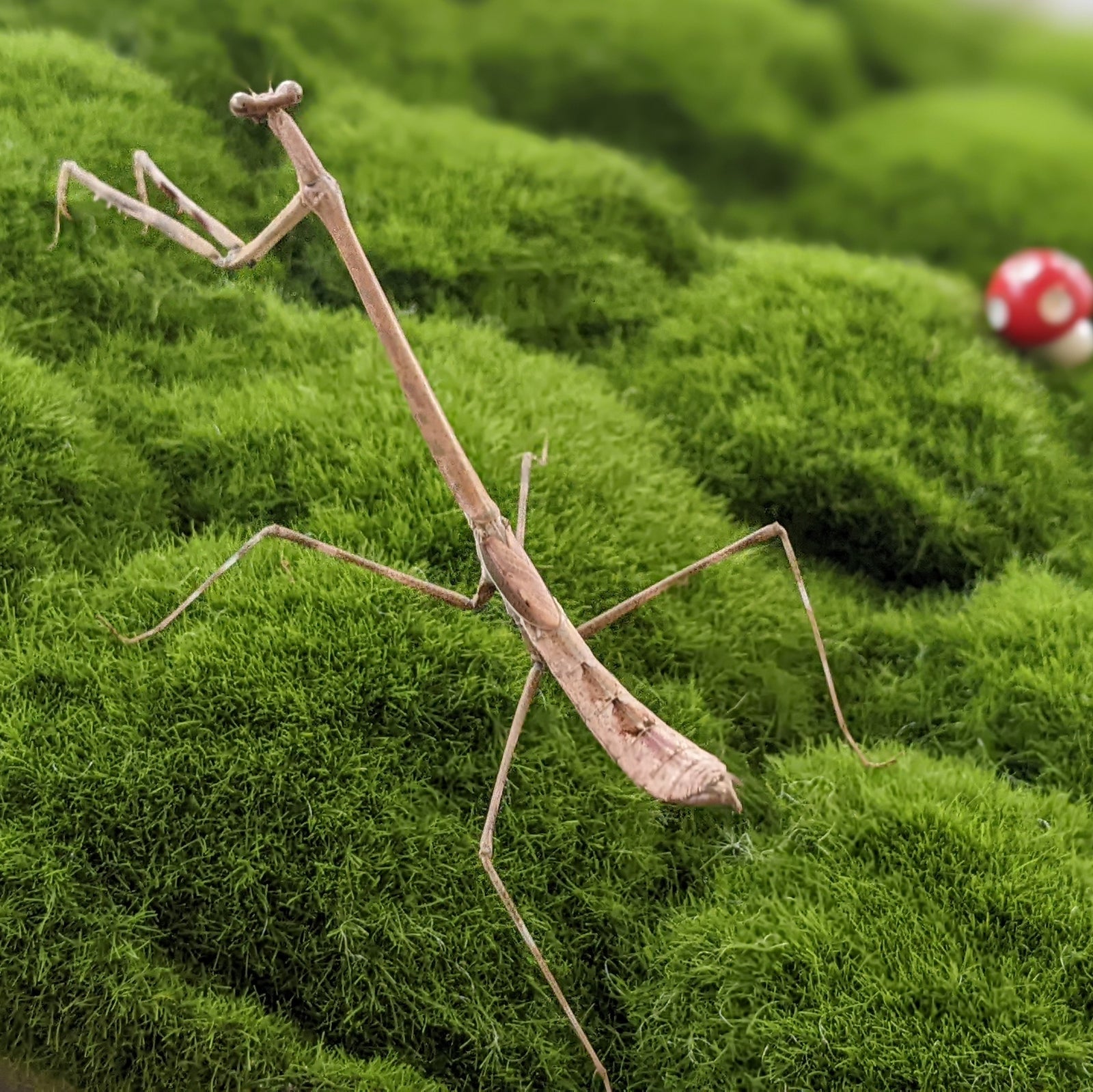 Euchomenella SalesGiraffe Heteroptera mantis on sale(Long Neck mantises) - USMANTIS